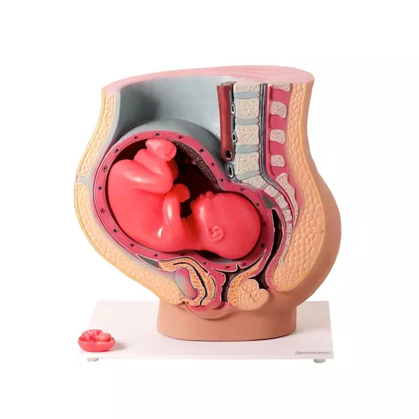 Modelos Anatômicos Ginecológicos e Obstétricos