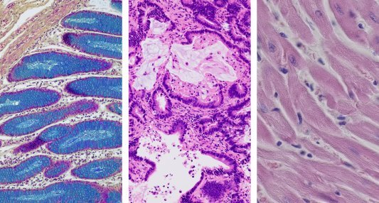  Microscopia de Campo claro