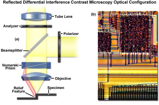 Microscopia de Contraste de Interferência Diferencial (DIC)