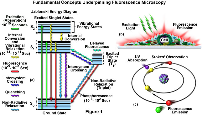 Ilustração de um diagrama do processo de fluorescência, indicando absorção e emissão de luz.